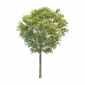 프락시누스 나무 3d 모델