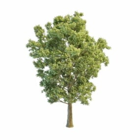 Modelo 3d de árvore de choupo cinza