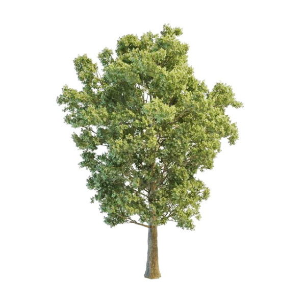 Grauer Pappelbaum
