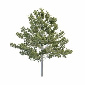 3D-Modell eines hohen Espenbaums