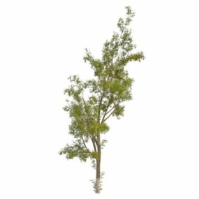 Model 3d Pohon Poplar Daun Perak