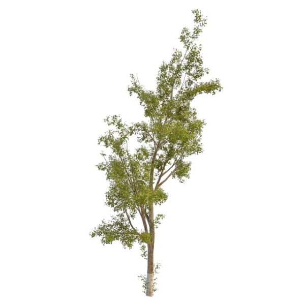Silver Leaf Poplar Tree
