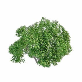Arbustos de sauce Arbustos modelo 3d