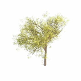 वसंत ऋतु में उभरता हुआ पेड़ 3डी मॉडल
