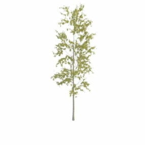 Small Birch Tree For Landscaping 3d model