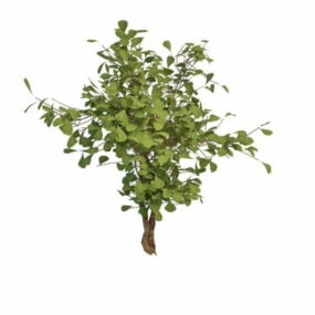 Arbustos de acebo de hoja perenne modelo 3d