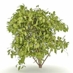 Arbustos de hoja perenne para paisajismo modelo 3d