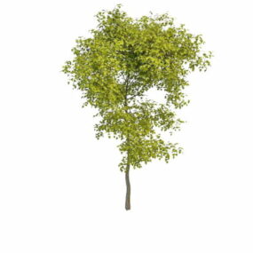 상록수 테라스 나무 3d 모델