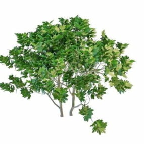 Oak Tree With Fruit 3d model