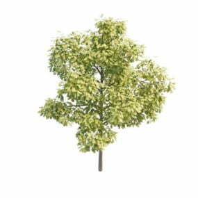 Model 3d Pokok Oak Putih Paya