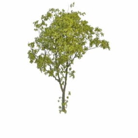 Model 3d Pohon Willow Daun Persik Tua