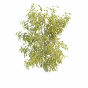 Young Aspen Tree 3d-modell