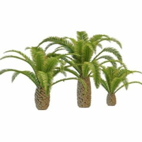 Pygmy Date Palm Trees 3d-modell