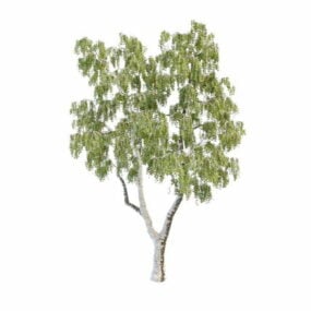 Nordamerika grå björkträd 3d-modell