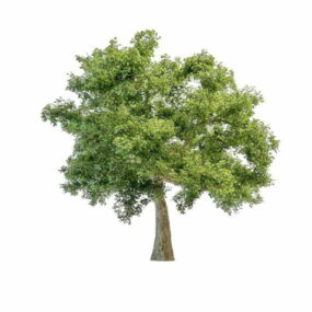 3д модель Колбасного Дерева