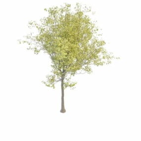 نموذج شجرة الكرز الأسود ثلاثي الأبعاد