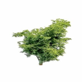 Ποικιλόχρωμο τρισδιάστατο μοντέλο Dogwood Tree