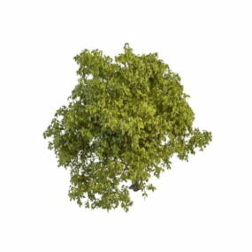 แพะวิลโลว์ Salix Caprea โมเดล 3 มิติ