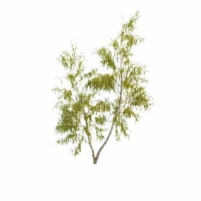 Model 3D Pohon Birch California
