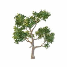 דגם תלת מימד של עץ אקליפטוס אוסטרלי