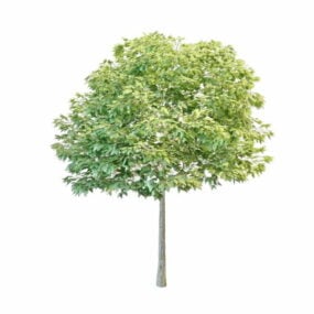 Model 3d Pohon Hornbeam Muda