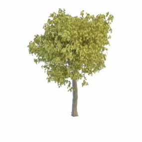 Broad Leaf Willow Tree 3d model