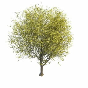 3д модель немецкого вишневого дерева
