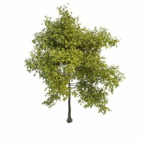 Young Spring Tree 3d model