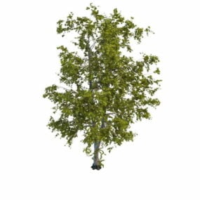 نموذج ثلاثي الأبعاد لشجرة الحور الرجراج القديمة المتحللة