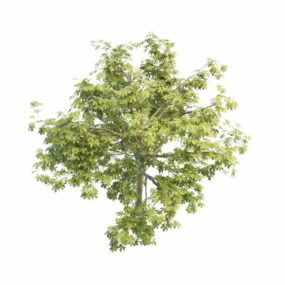 Model 3d Pohon Chestnut Amerika Utara