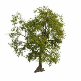 Gammel Linden Tree 3d-model