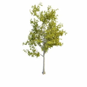 Gammal Aspen Tree 3d-modell