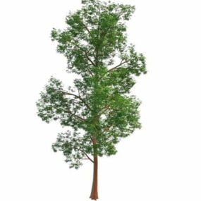 نموذج ثلاثي الأبعاد لشجرة الصنوبر الحمراء القديمة