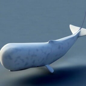 Sperm Whale Rig 3d μοντέλο