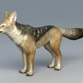 3D-model van Jakhalswolf met zwarte rug