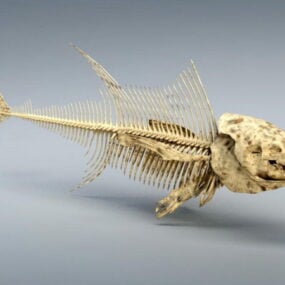 هيكل عظمي لسمكة التونة نموذج ثلاثي الأبعاد
