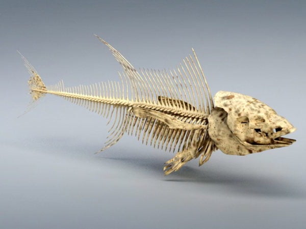 マグロの魚の骨格