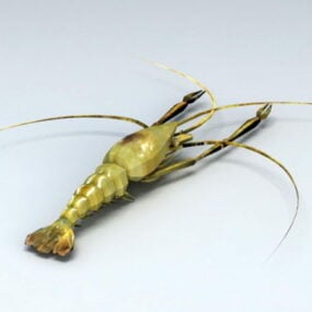 Freshwater Shrimp 3d model