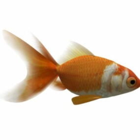 Animated Goldfish Rig 3d model