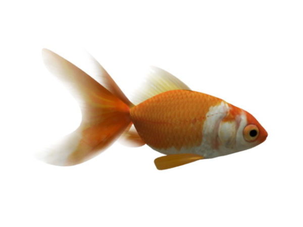 Animated Goldfish Rig