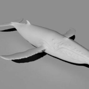 Mô hình 3d cá voi lưng gù