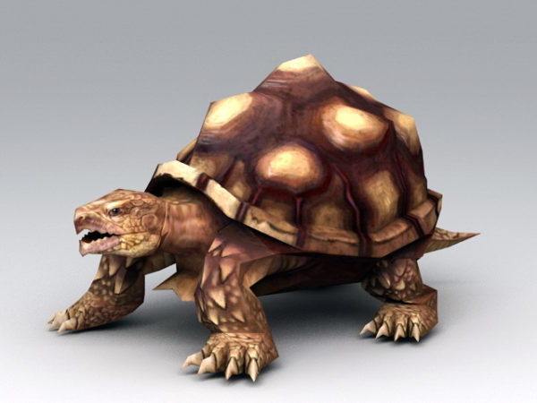 Oude schildpad