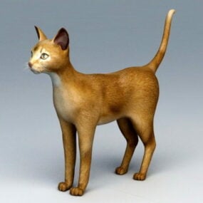 Model 3d Kucing Abyssinian