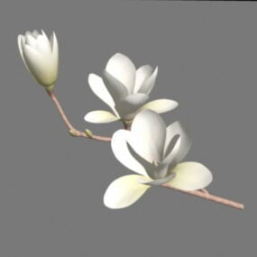 Flores de magnolia del sur modelo 3d