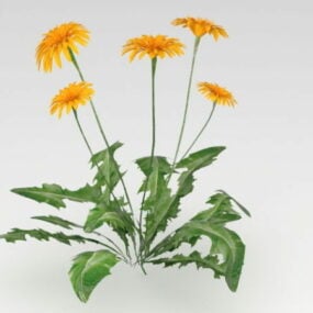 Pampeliška listy květ 3D model