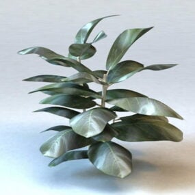 Fiddle Leaf Ficus Plant 3d model