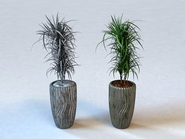 Tall Indoor Potted Plants
