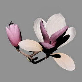 3D model květy magnólie