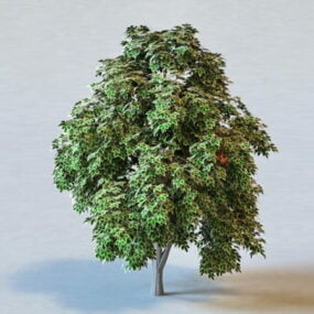 مدل سه بعدی درخت شاه بلوط شیرین
