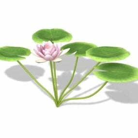 Pink Water Lily Flowers 3d model